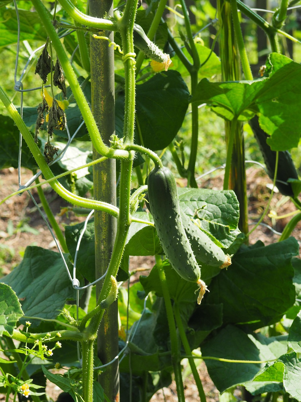 A close-up of fresh mini cucumbers